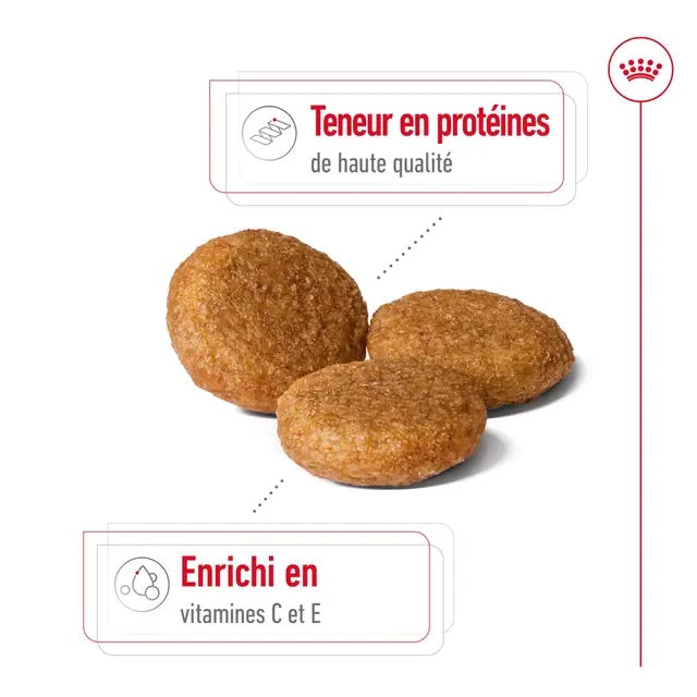 Croquettes